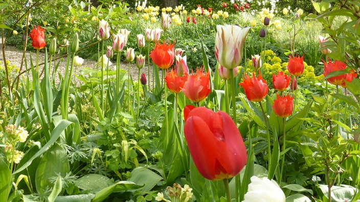 Tupen - damit sie im Frühjahr blühen, müssen die Tulpenzwiebeln im Herbst gepflanzt werden