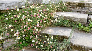 Spanische Gänseblümchen (Erigeron karvinskianus)