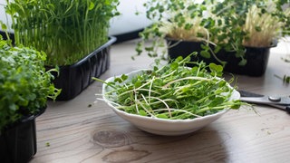 Sprossen udn Micro-Greens können im Winter auf der Fensterbank gezogen werden