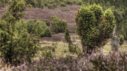 Gemeiner Wacholder in seinem natürlichen Habitat, der Heidelandschaft