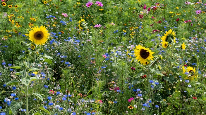 Insektenfreundlicher Blühstreifen am Ackerrand zur Förderung der Artenvielfalt.