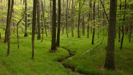 Landschaftsbild eines grünen Erlenwaldes