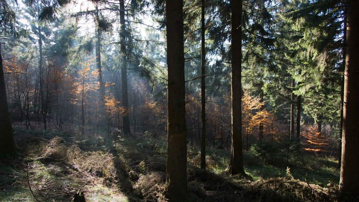 Herbstwald im Sonnenlicht