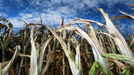 Vertrocknete Maispflanzen stehen auf einem Feld