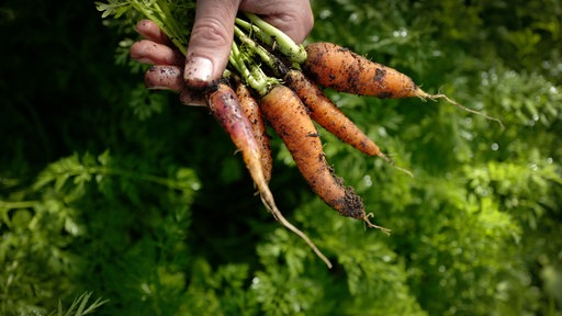 Frische Möhren mit Erde in einer Hand vor pflanzen-grünem Hintergrund.