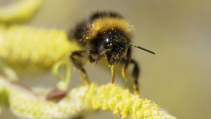 Erdhummel