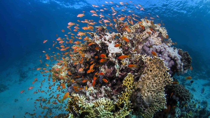 Fische am Great Barrier Reef