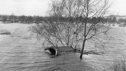 Blick auf aus dem Wasser ragende Bäume in einem vom Hochwassser betroffenen Hamburger Stadtteil