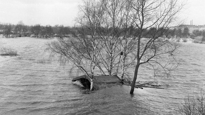 Blick auf aus dem Wasser ragende Bäume in einem vom Hochwassser betroffenen Hamburger Stadtteil