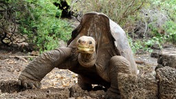 Riesenschildkröte „Lonesome George" im Galapagos-Nationalpark