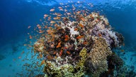 Great Barrier Reef