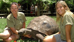 Riesenschildkröte Harriet im Zoo in Australien