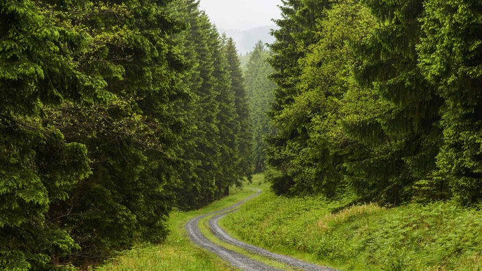 Weg durch einen Fichtenwald