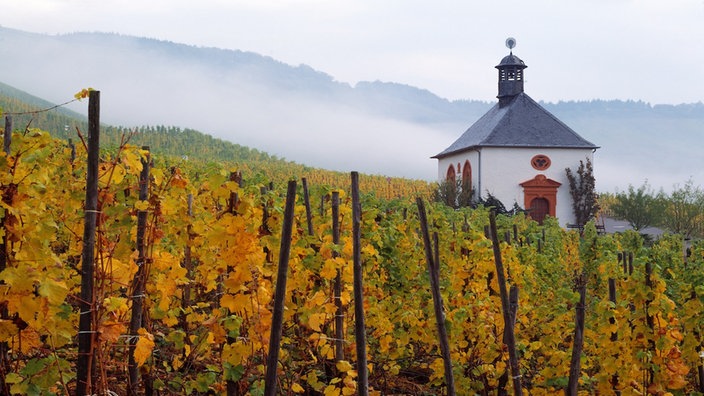 Weinberg an der Mosel