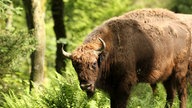 Ein Wisent steht im Wald und schaut