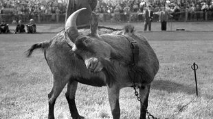 Hennes I., das Maskottchen des 1. FC Köln