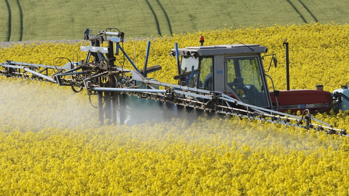 Ein Traktor versprüht auf einem Raps-Feld Pflanzenschutzmittel