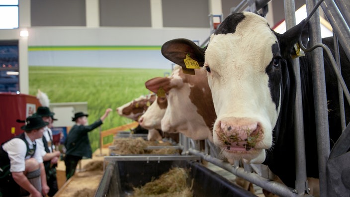 Kühe bei Grüner Woche 2015