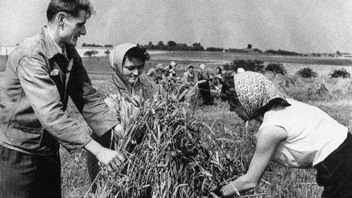 Die Sachbearbeiterinnen Ursula Winkler und Erika Lepke und der Kraftfahrer Erich John (r-l), Mitarbeiter der Deutschen Bauernbank aus Hainichen, helfen der Landwirtschaftlichen Produktionsgenossenschaft (LPG) "Neue Zeit" bei der Weizenernte