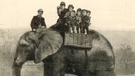 Afrikanischer Elefant Jumbo im London Zoological Gardens, Regents Park, London, 