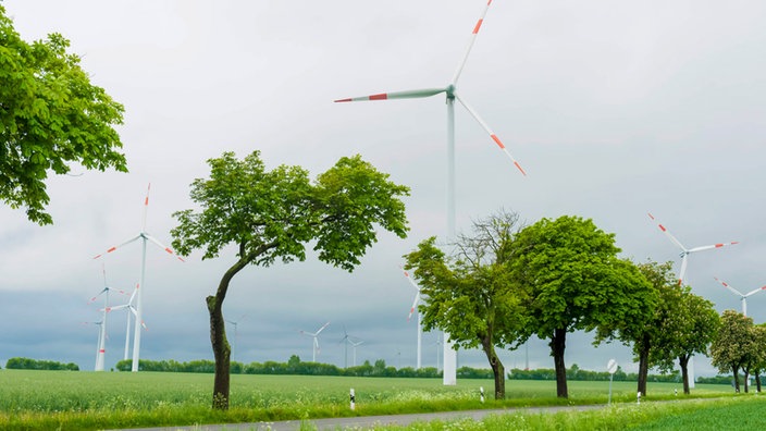 Windkraftanlagen auf Wiese hinter Alleebäumen