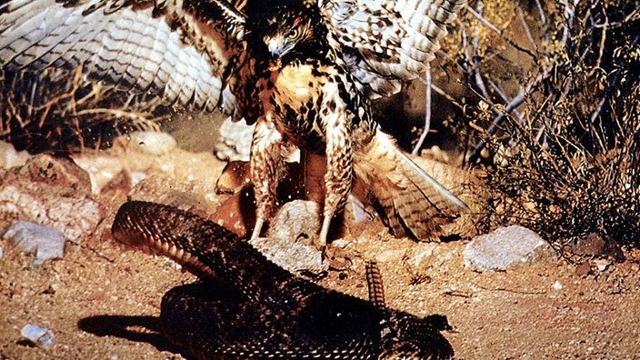 Filmszene aus "Die Wüste lebt": Bussard greift Klapperschlange an