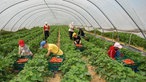 Erdbeerpflückerinnen auf einem Feld in einem Gewächshaus