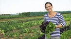 Margarete Ribbecke erntet Salat.