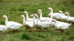 Gänse auf dem Hof von Margit Paschen