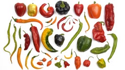 Sorten von roter, gelber, orangefarbener und grüner Paprika (Capsicum Annuum).