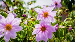 Das Bild zeigt ein Blumenbeet mit Dahlien. 