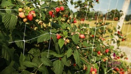 Sommerbeeren