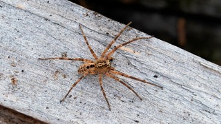 Das Bild zeigt eine Nosferatu-Spinne.