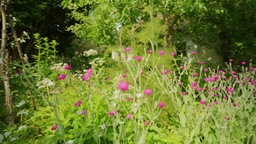 Das Bild zeigt einen schönen Garten, umgeben von Blumen.