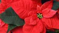 Ein Roter Weihnachtsstern (Euphorbia pulcherrima).