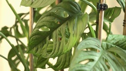 Eine Monstera Zimmerpflanze