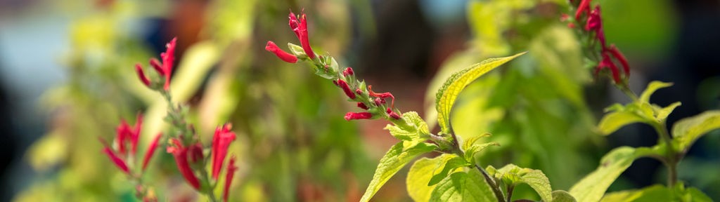 Die schmalen Blüten des Honigmelonen-Salbei blühen in einem kräftigen Rot.