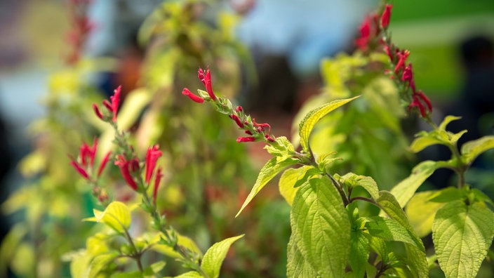 Die schmalen Blüten des Honigmelonen-Salbei blühen in einem kräftigen Rot.