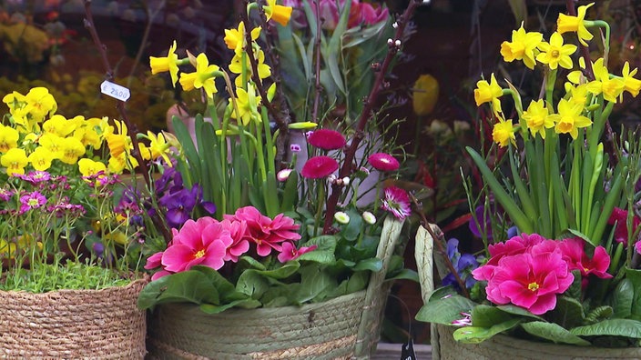 Das Bild zeigt nachhaltige Blumensträuße zum Wiedereinpflanzen.