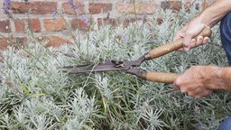 Ein Mensche schneidet mit einer Gartenschere eine Lavendel-Pflanze zurück.