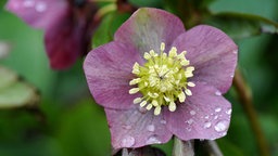 Dunkelrote Nieswurz (Helleborus 'Atrorubens')