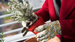 Eine Frau bepflanzt auf einem Balkon einen Blumenkuebel mit einer winterharten Zuckerhutfichte.