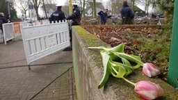 Tulpe liegt vor dem Joseph-König-Gymnasium in Haltern am See.