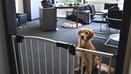 Hund im Büro