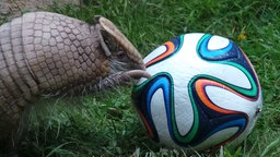 Das Gürteltier Norman neben einem Fußball