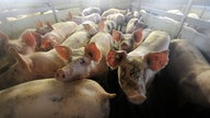 Schweine stehen in ihrem Stall in einem Mastbetrieb