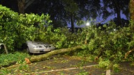 Überall im Düsseldorfer Stadtgebiet fielen Bäumen und Äste auf parkende Autos.