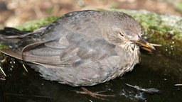 Eine am Usutu-Virus erkrankte Amsel